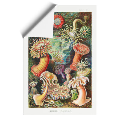 Sea Anemone Actiniae - No Frame Print
