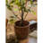 Keilson Pot Planter-775222643