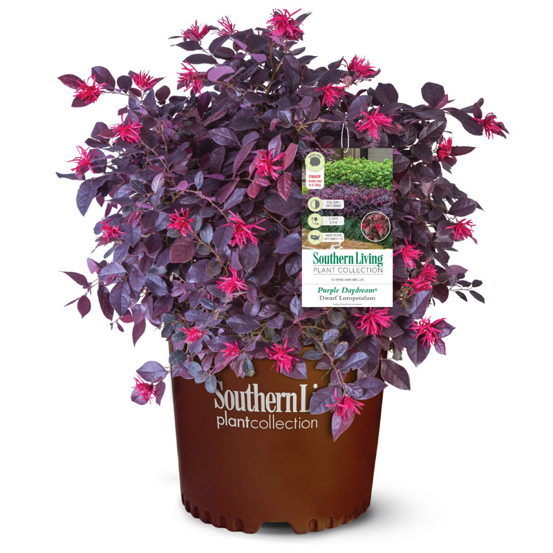 2.5 Quart Purple Daydream Loropetalum with Pink Blooms