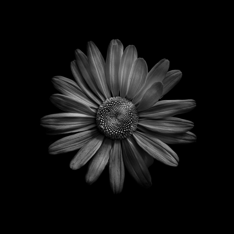 «Black and White Daisy III», reproduction sur toile tendue, H 30 po x l 30 po