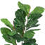 99cm Plant