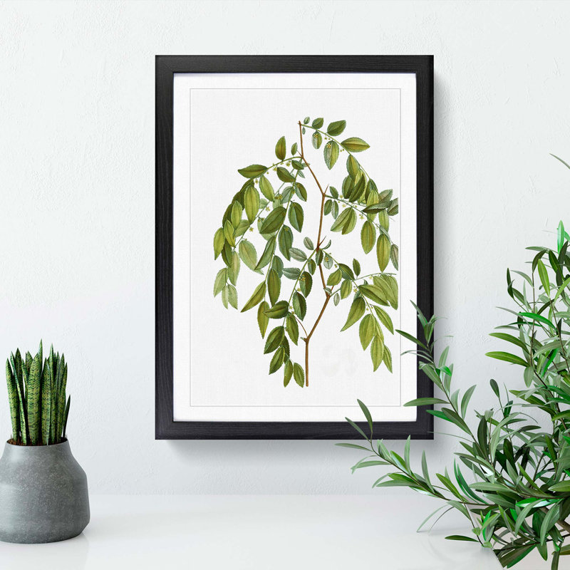 Jujube Fruit Tree Branch by Pierre-Joseph Redoute - Picture Frame Graphic Art Print, 36cm H x 27cm W x 2cm D, Black Framed