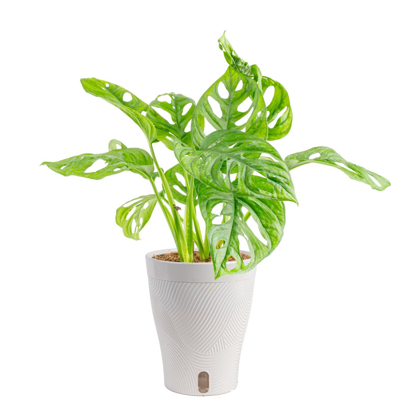 Costa Farms Swiss Monstera House Plant in 5-inch Self-Watering Pot
