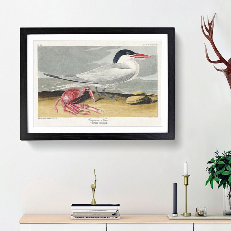 Cayenne Tern Bird with Crab by John James Audubon - Framed Print, 36cm H x 48cm W x 2cm D, Black Framed