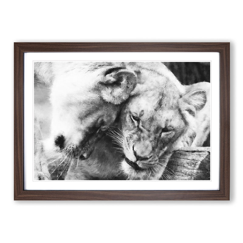 Two Snuggling Lions - Single Picture Frame Print on MDF, 62cm H x 87cm W x 2cm D, Walnut