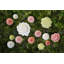 Maria Flor Centerpiece Daisy 18"