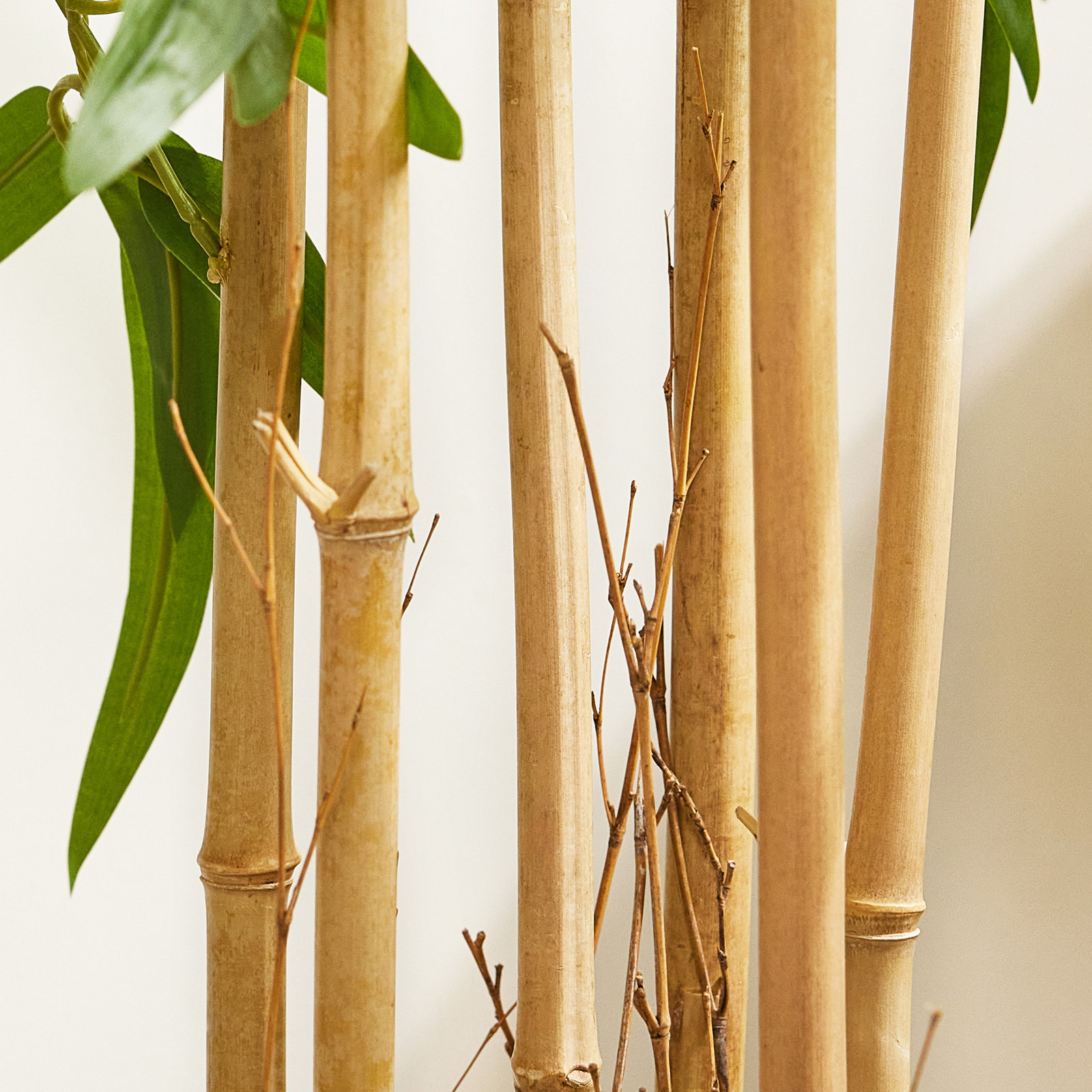 Bamboo Tree in Pot, 72" H x 23" W