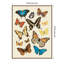 "Collection Flutter II" par Victoria Barnes, reproduction d'art sur toile encadrée-2082570941