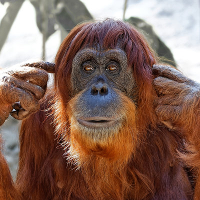 Orang-outan couvrant ses oreilles par Perfect-Exposure - photographie sur toile tendue