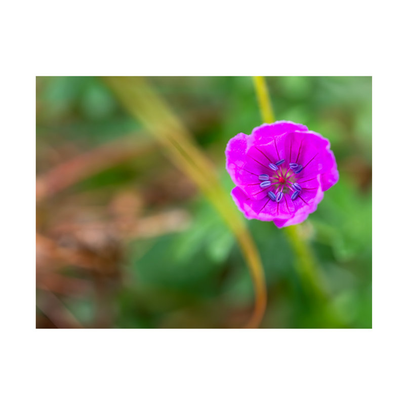 «Suzanne Bonin Geranium», art sur toile, 14" H x 19" W