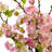  Cherry Blossom in Large Vase