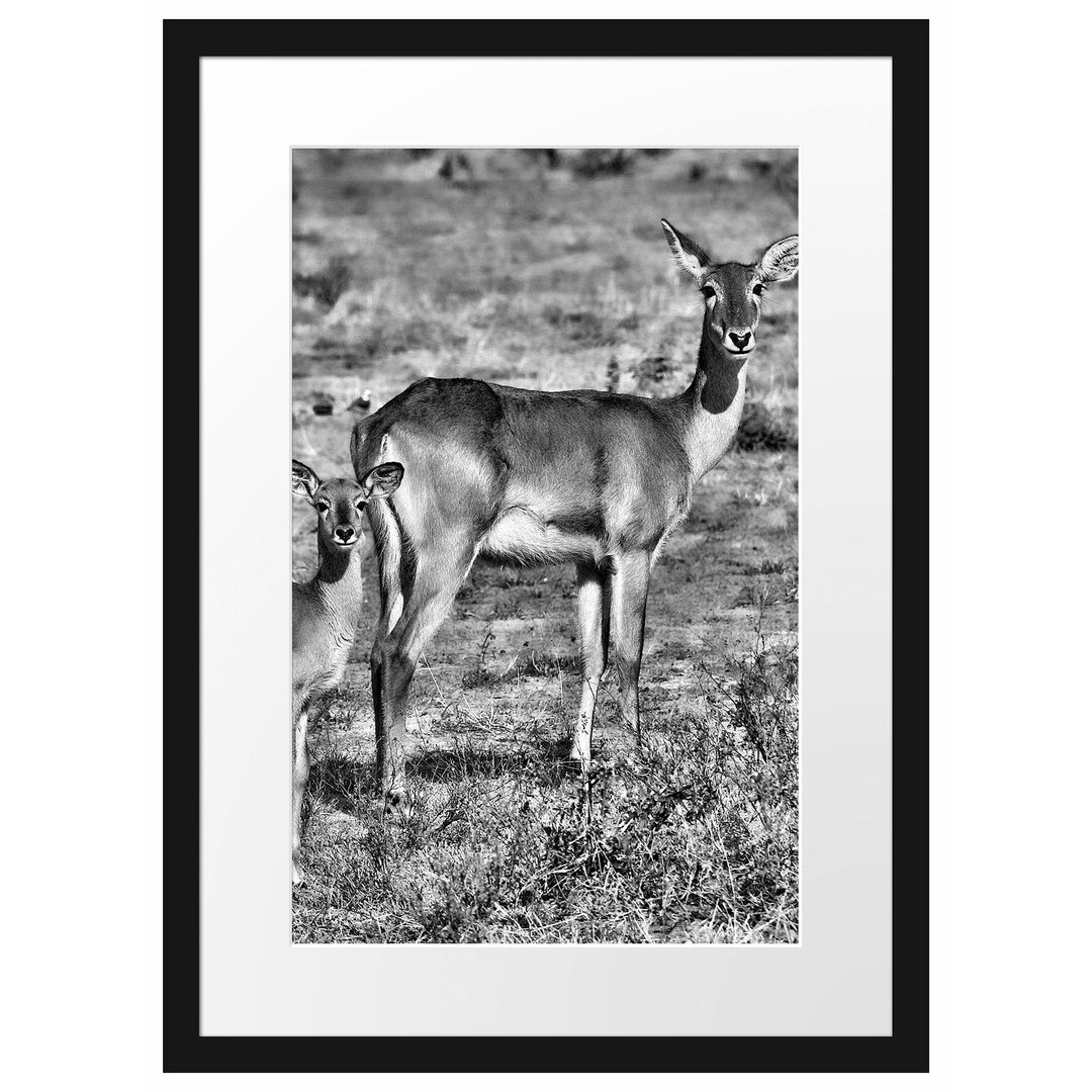 Gerahmtes Poster Indische Gazelle mit Jungtier