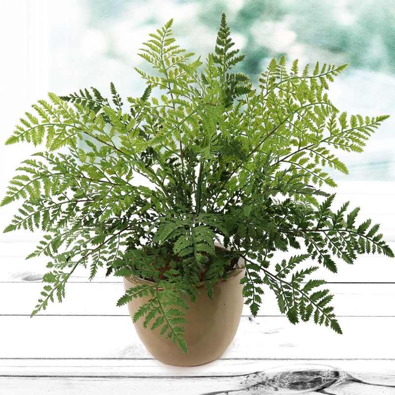 Melendez 28" Tall Fern Plant