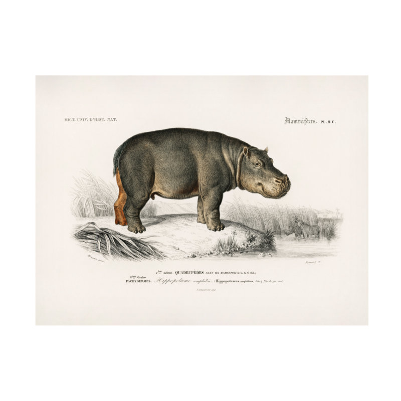 Art sur toile, Charles Dessalines D Hippopotamus, H 14 po x l 19 po