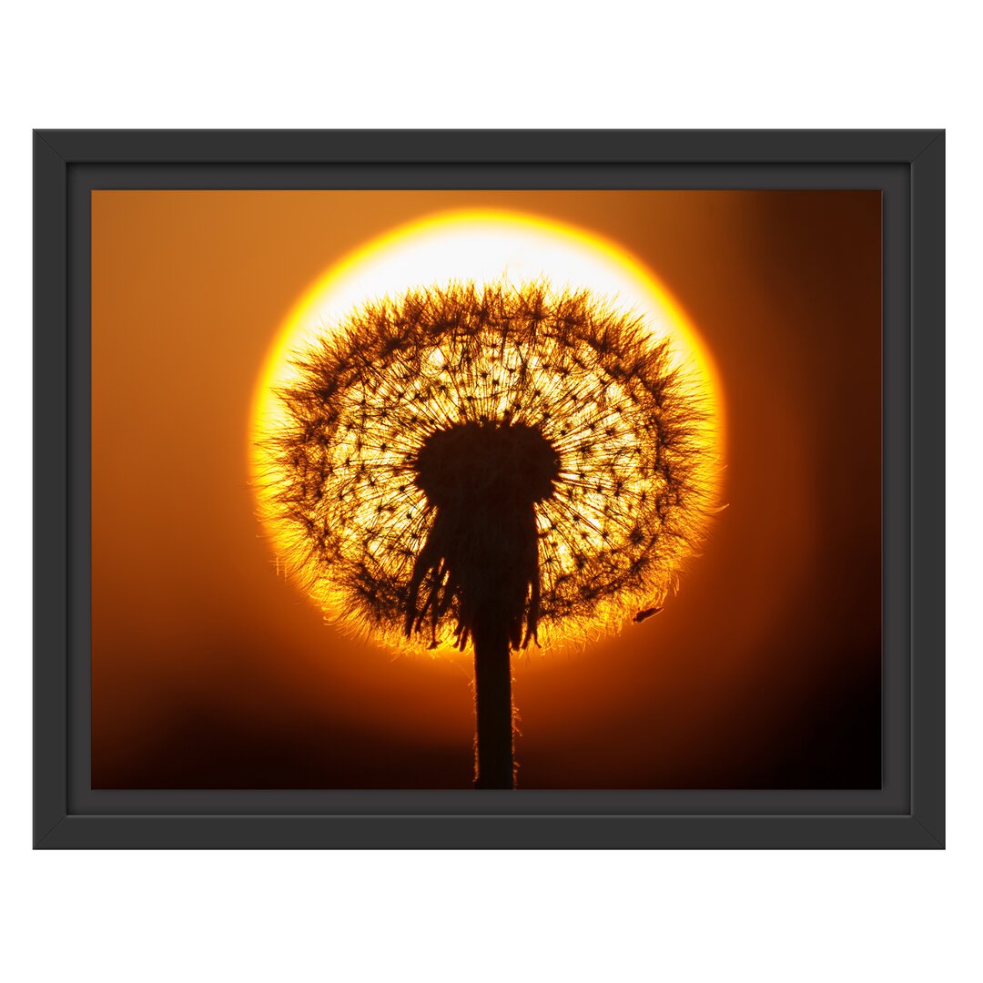 Gerahmtes Wandbild Pusteblume abends