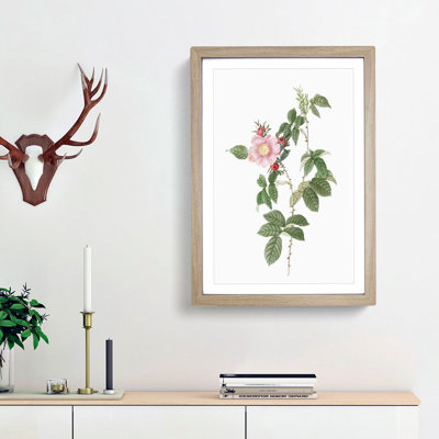 Dog Rose in Pink by Pierre-Joseph Redoute - Picture Frame Painting Print