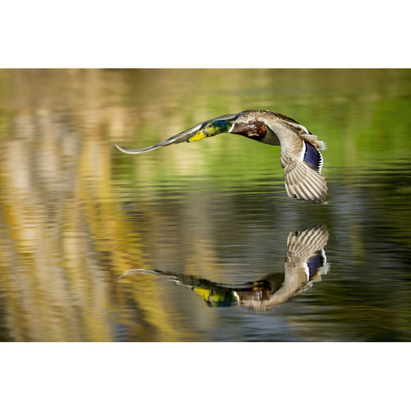 Mallard Flight III, H 8 po x l 12 po