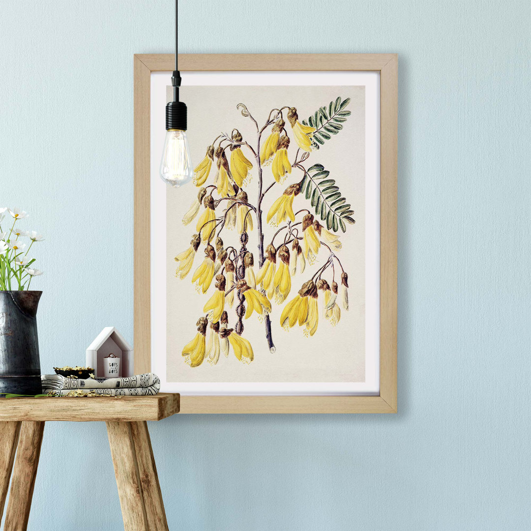 Kowhai Flowers by Sarah Featon - Framed Print