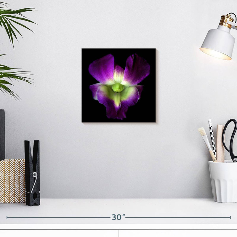 Harnek Solo Orchid