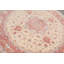 Tapis ivoire / rosé 8 pi 2 po x 8 pi 2 po