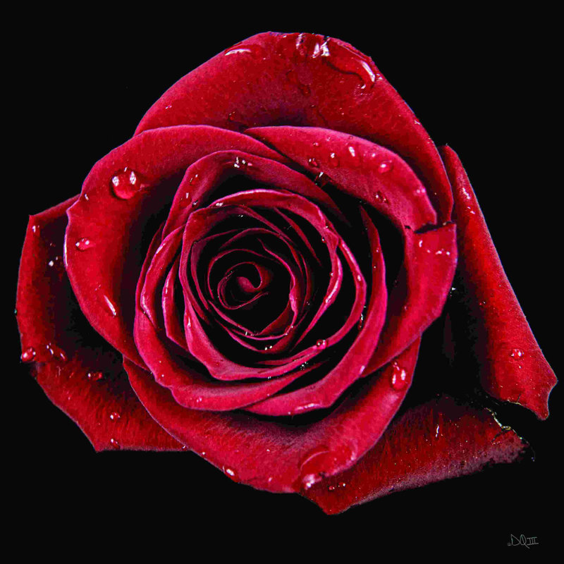 2882976 Rose cœur brisé, H 36 po x l 36 po