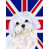 Bichon maltais 2