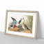 Shoveller Duck by John Audubon - Picture Frame Painting Print-55619045-55619046