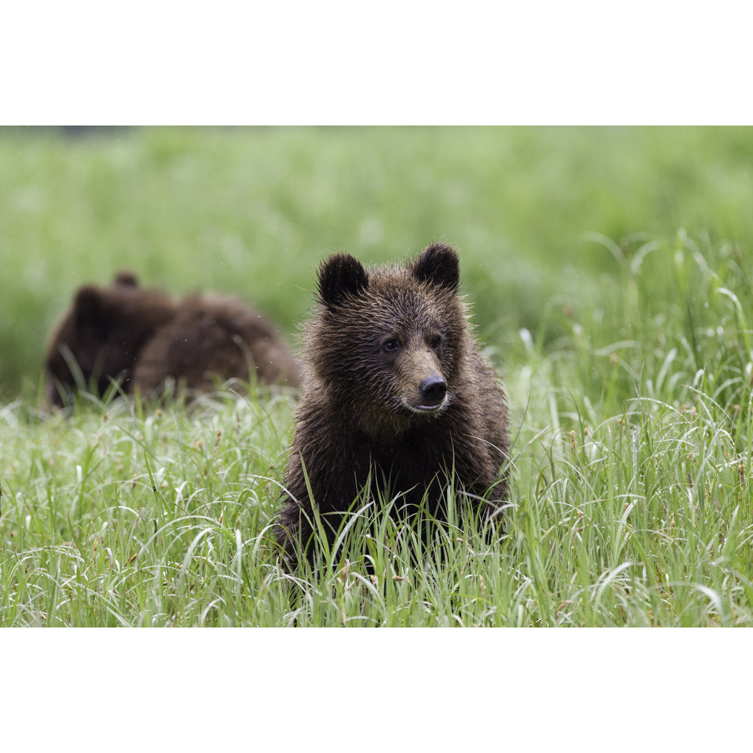 Bär spielend im Gras - Leinwandbild