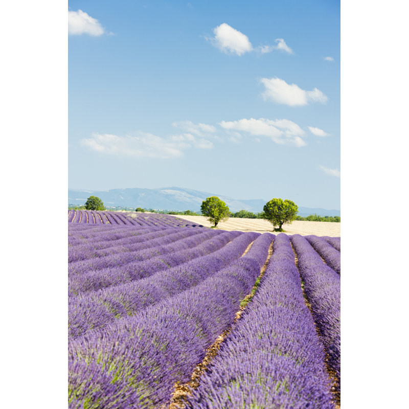 " Lavender Field, Provence " by Phbcz, 12" W x 18" H