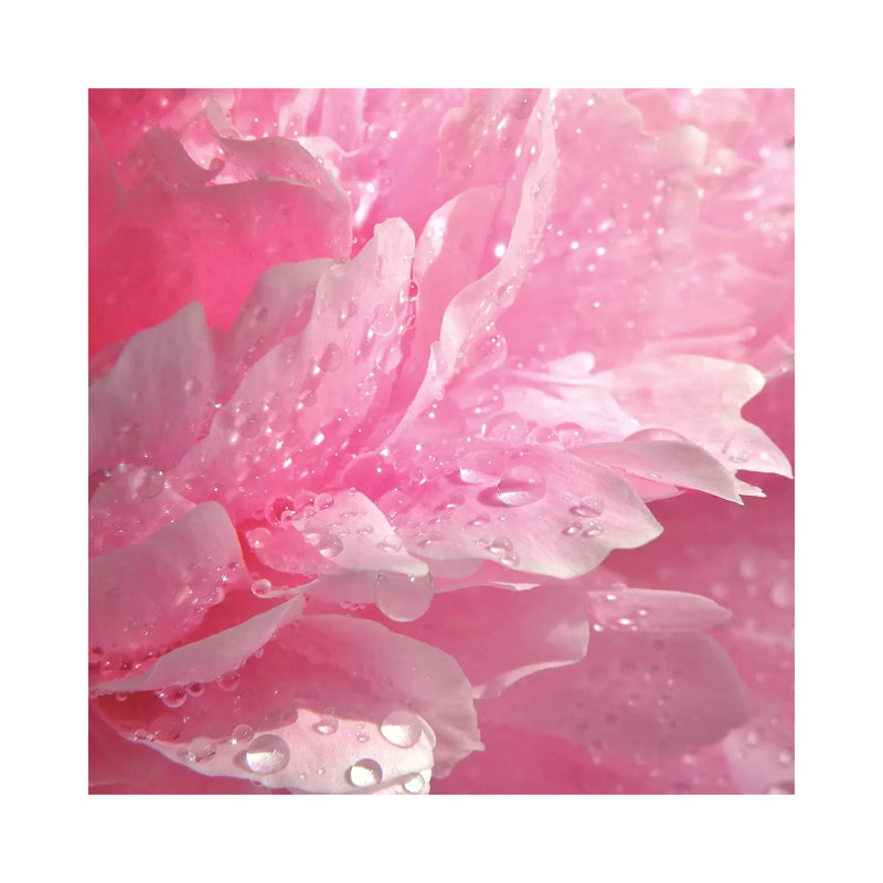 Peony With Raindrops - Wrapped Canvas Print, 93.98 cm H x 93.98 cm W x 1.91 cm D
