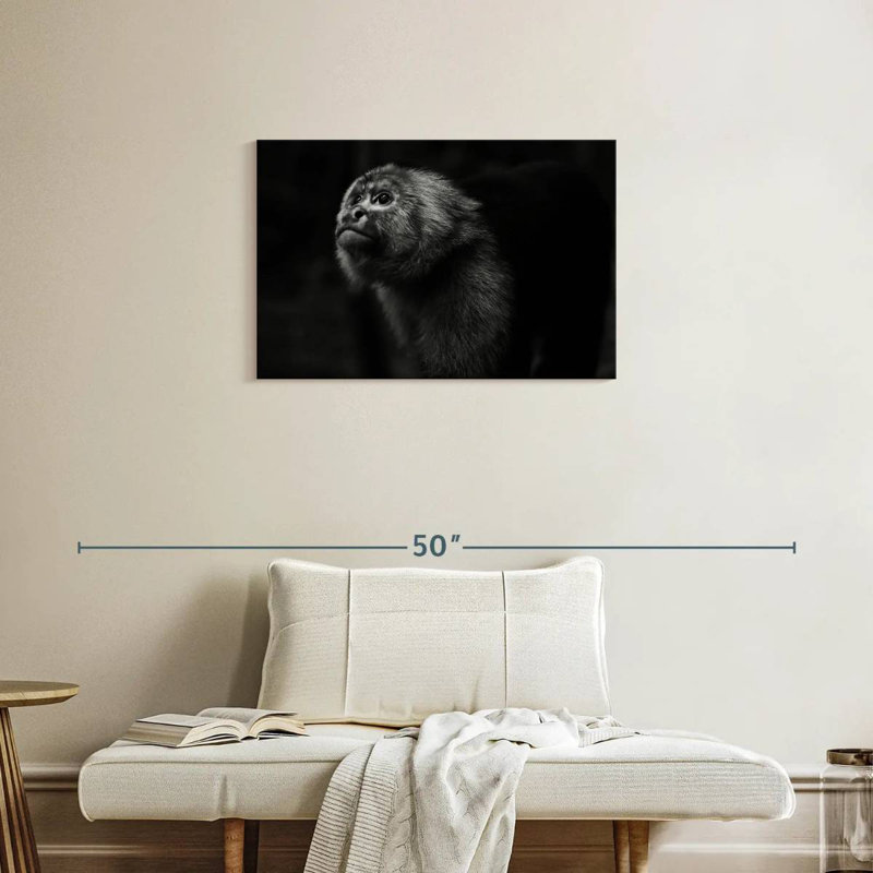 Brampt Capuchin Monkey