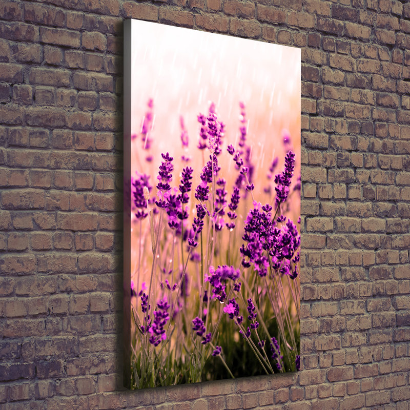 Lavender Field - Wrapped Canvas Print