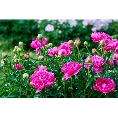 Sunny Peony Flowers In Botanical Garden In Spring In Moscow - Wrapped Canvas Print