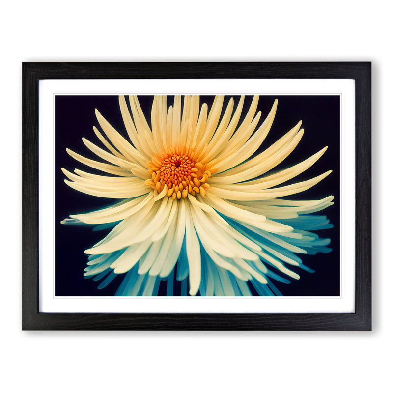 Intriguing Chrysanthemum Flower - Single Picture Frame Painting, Black, 46cm H x 64cm W x 2cm D