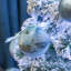 7.5cm Bauble