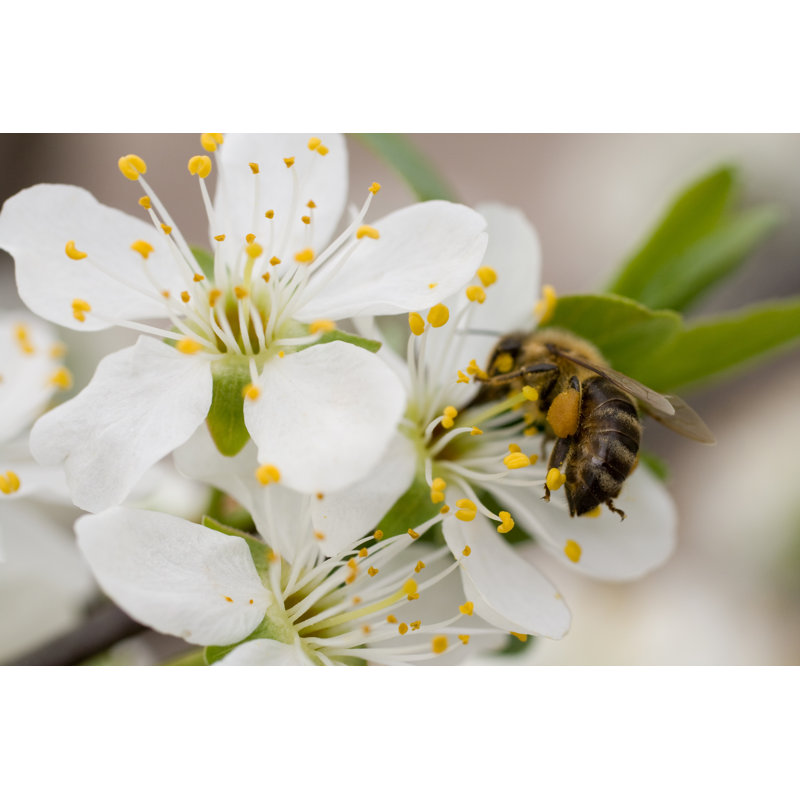 Bee At Work by Sndr - Wrapped Canvas Print, 51cm H x 76cm W x 3.8cm D