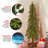 Hickory Cedar Tree-1964803448-1923807231