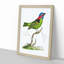 Collared Tanager Bird by George Shaw - Framed Print-55621232-55621235