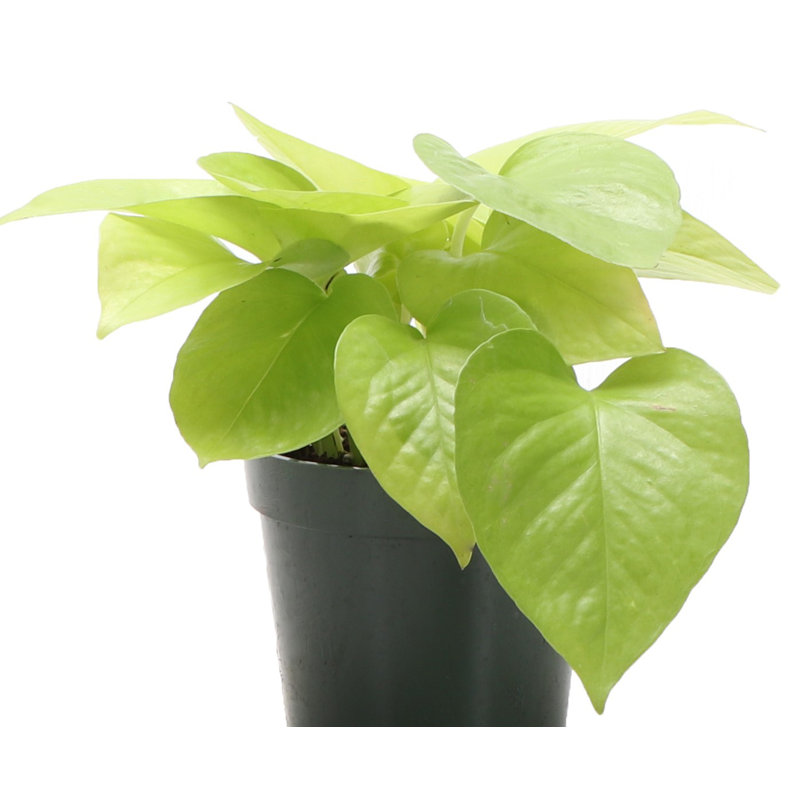 Live Neon Pothos Plant