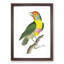 Mayna Barbet Bird by George Shaw - Framed Print-55617614-55617612