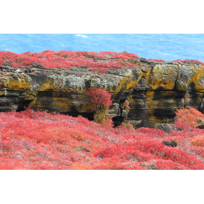 Galapagos Landscape by Mantaphoto - No Frame Print on Canvas