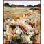 Autumn Grassfield Print