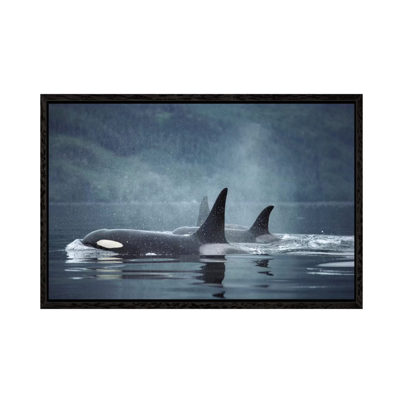 Orca Group Surfacing, Johnstone Strait, British Columbia, Canada by Flip Nicklin - Print on Canvas, 66.04 cm H x 45.72 cm W
