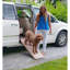 Rampe d'intérieur pliante pour animaux 42 "