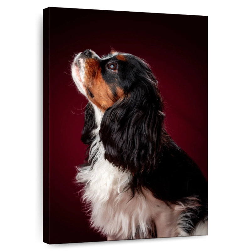 Brampt Begging Spaniel Puppy, 30" H x 20" W