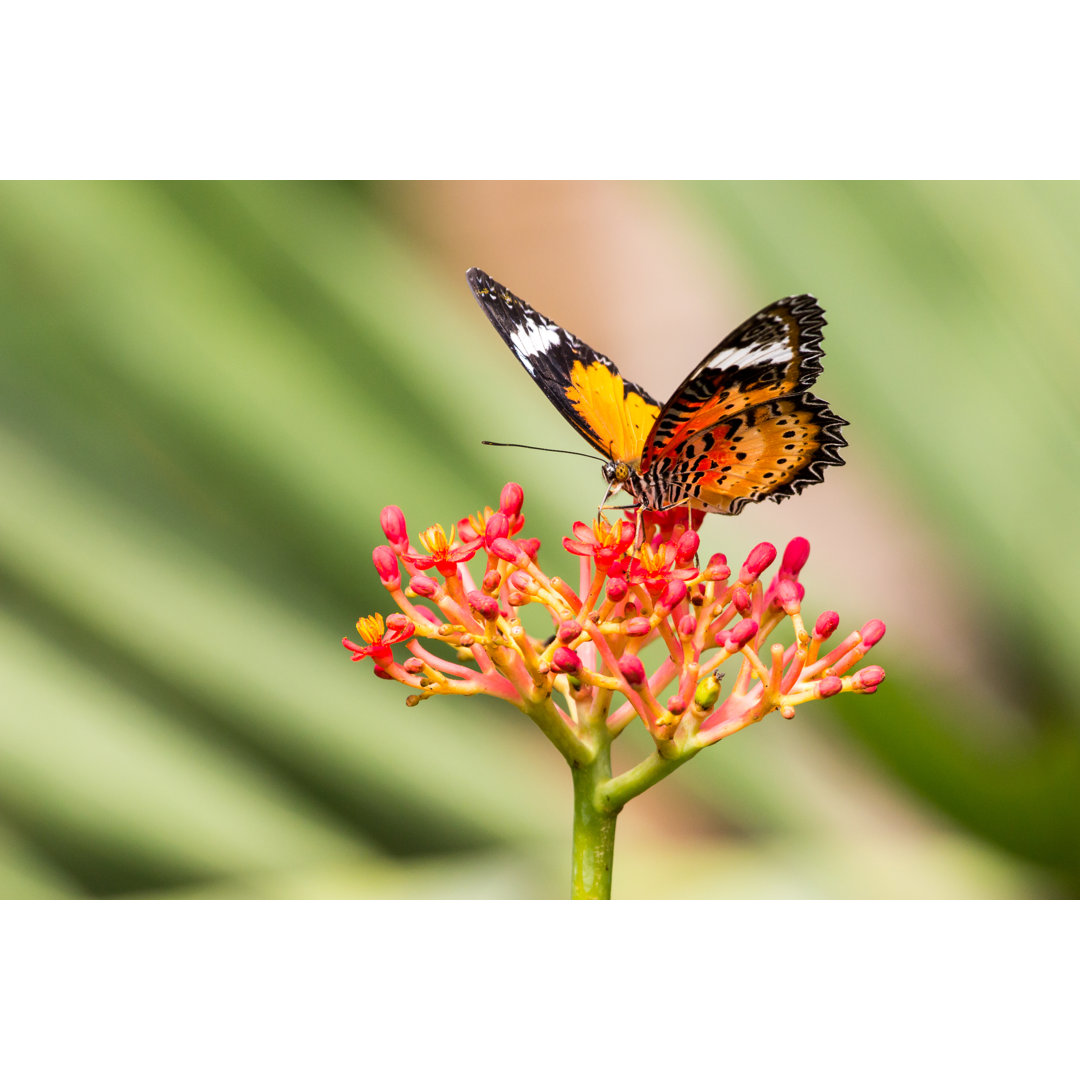 Mehrfarbiger Schmetterling von Patric Froidevaux - Leinwanddrucke