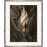 Sepia Flowers 4 Print by Bespoke By Baker