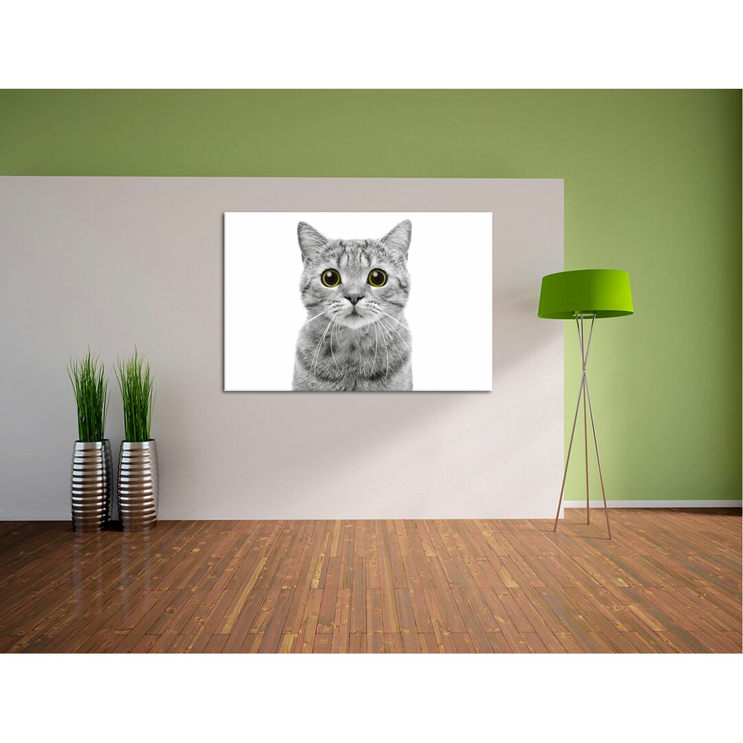 Porträt einer schottischen Katze Fotokunstdruck auf Leinwand