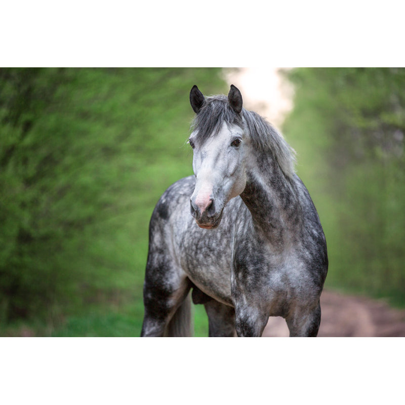 Beautiful Arabian Stallion by AsyaPozniak - Wrapped Canvas Print, 30cm H x 46cm W