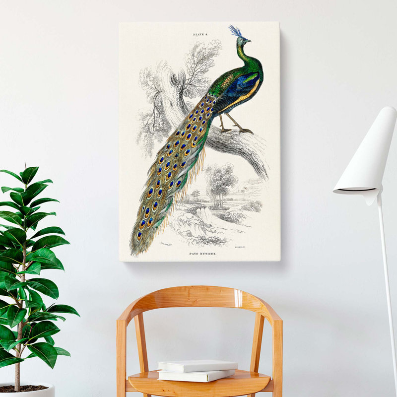Majestic Peacock by Sir William Jardine - Wall Art, 91cm H x 60cm W x 3cm D, Unframed